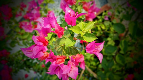 Optimisez votre confort avec la pose de fenêtres à Orléans